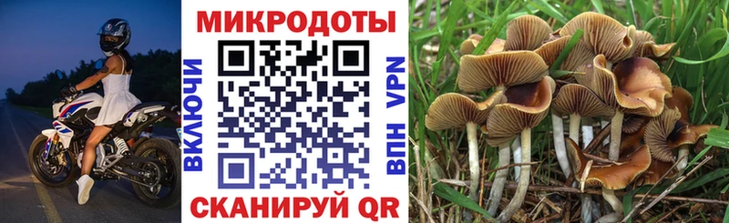 Купить  Кольчугино  Псилоцибиновые грибы прущие грибы 